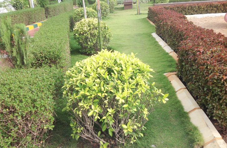 chennai landscape, chennai landscaping, chennai landscape designers, chennai swimming pool designers, chennai swimming pool maintenance, chennai gardening, 
